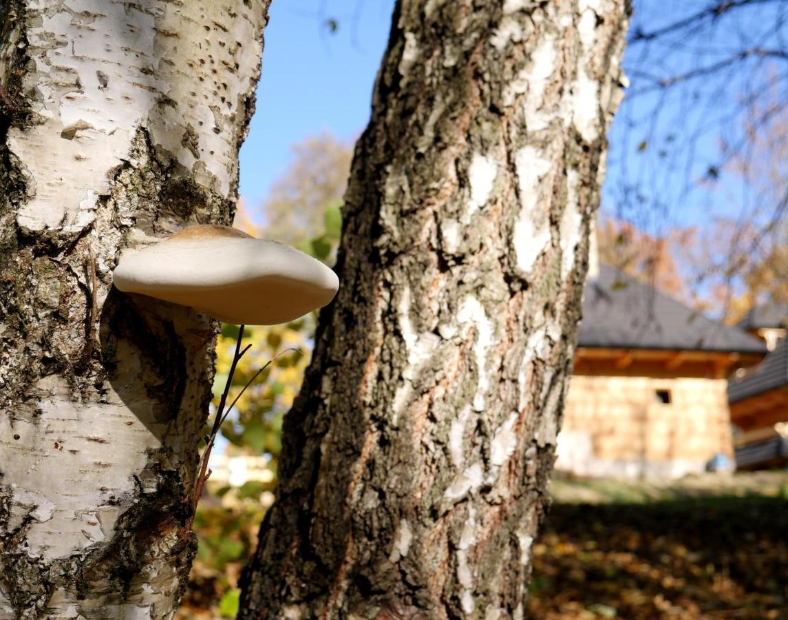 Lądek-Zdrój Osada Sudeckaヴィラ エクステリア 写真